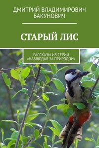 СТАРЫЙ ЛИС. Рассказы из серии «Наблюдая за природой»