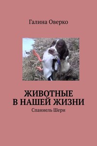 Животные в нашей жизни. Спаниель Шери
