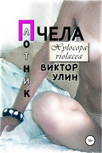 Пчела-плотник